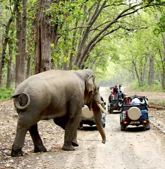 Jim Corbett Uttarakhand