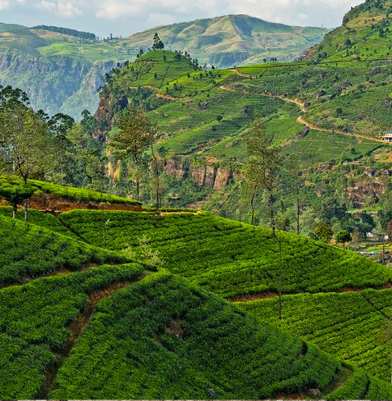 nuwara eliya